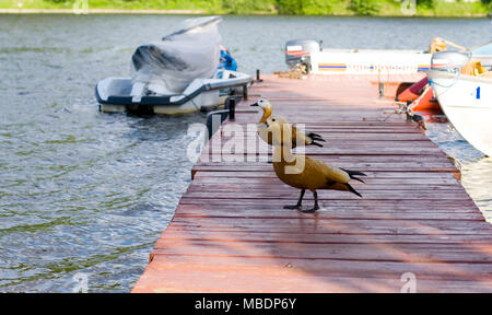Deux canards sur la jetée du lac avec bateaux Banque D'Images