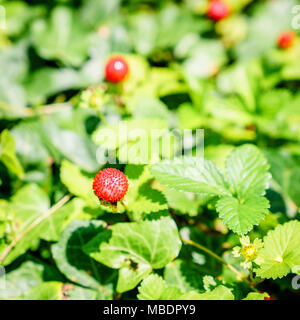 Image en gros plan d'une fraise sauvage dans un jardin Banque D'Images