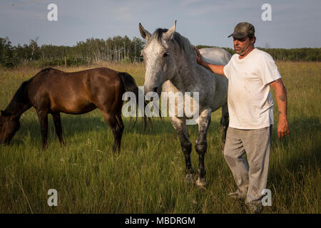 Yves Breton tend à l'un de ses chevaux Clydesdale sur sa ferme de Saint-Laurent, au Manitoba, le vendredi 14 août 2015. Le Clydesdale est une race de projet d'ho Banque D'Images