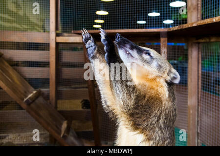 Un adulte qui pose au raton laveur brun zoo contact Banque D'Images