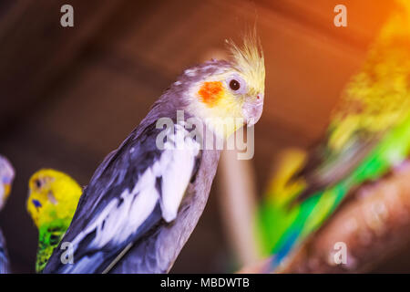 Close-up d'un beau noir et whiteparrot ou Melopsittacus undulatus perché sur une branche en bois Banque D'Images