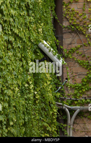 Une caméra CCTV blanc couvert de lierre, Venise, Italie Banque D'Images