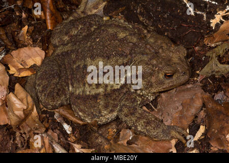 Un crapaud commun, aussi connu en tant qu'Européen (Bufo bufo) assis sur les feuilles dans le Nord de l'Italie Banque D'Images