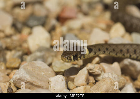 Un jeune couleuvre à collier (Natrix natrix) en Italie Banque D'Images