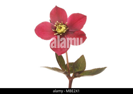 L'hellébore rouge fleur et feuilles isolées contre white Banque D'Images