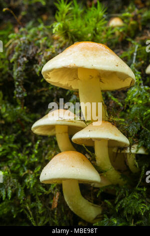 Touffe de soufre (Hypholoma fasciculare) champignon poussant sur un journal qui pourrissent dans les bois. Banque D'Images
