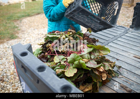 Déchargement du travailleur une caisse de betteraves récoltées avec les feuilles et la terre à l'arrière d'une camionnette dans un concept de jardinage ou de l'agriculture Banque D'Images