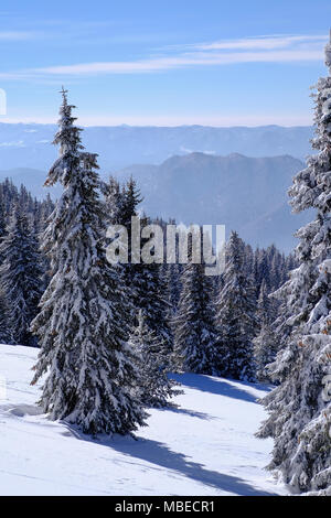 Les Conifères couverts de neige dans une forêt avec des montagnes en arrière-plan Banque D'Images