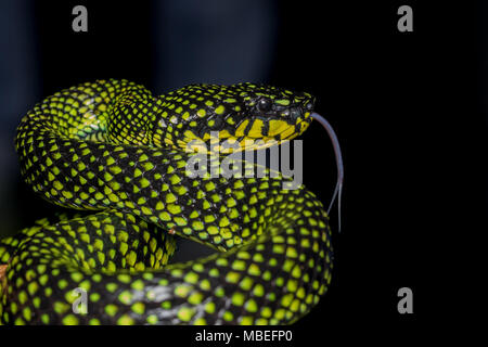 Pitviper venimeux (Trimeresurus sumatranus malcolmi) , Nature close-up image of Pitviper venimeux Banque D'Images