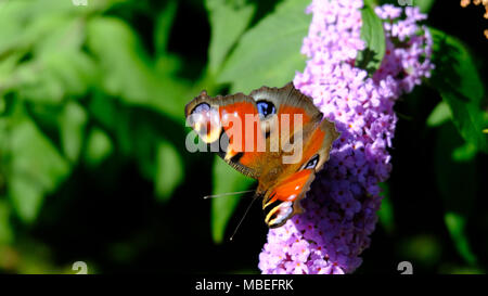 Un papillon sur une fleur. Prises à l'été 2017 Banque D'Images