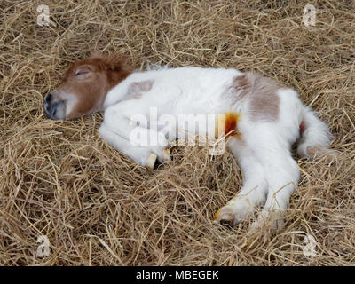 Poulain nouveau-né blanc et brun de cheval ou poney dormir ou se reposer plus de tas de foin avec anti infection ou d'antibiotique sur son nombril après umbil Banque D'Images