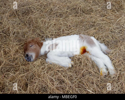 Poulain nouveau-né blanc et brun de cheval ou poney dormir ou se reposer plus de tas de foin avec anti infection ou d'antibiotique sur son nombril après umbil Banque D'Images