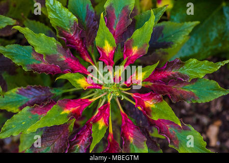 Libre oif rouge, jaune, vert plante Banque D'Images