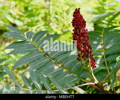 Baies rouge vif et des feuilles vertes d'un vinaigrier bush. Banque D'Images