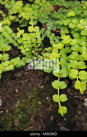 Creeping jenny (Lysimachia nummularia) est une espèce de plantes de la famille Primulaceae. Banque D'Images