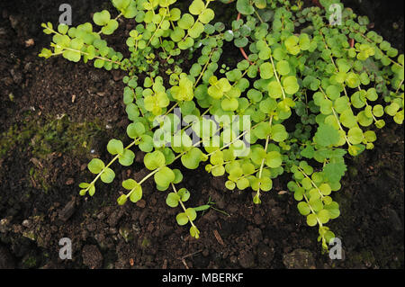 Creeping jenny (Lysimachia nummularia) est une espèce de plantes de la famille Primulaceae. Banque D'Images