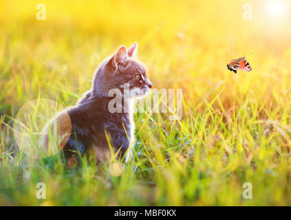 Beau chat rayé est assis dans l'herbe verte sur une prairie ensoleillée en été et à la recherche à voler au soleil le papillon Banque D'Images