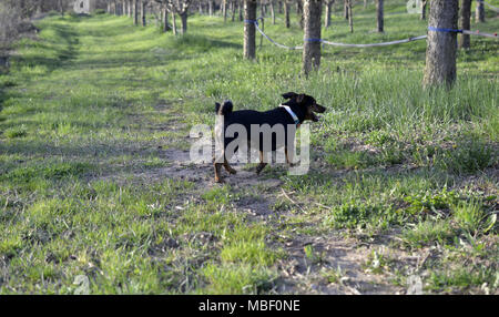 Pinscher nain chien dans la nature, image d'un Banque D'Images