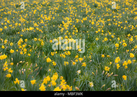 Un champ rempli de fleurs de narcisses jaunes au printemps. L'accent est mis sur le milieu de gamme. Les fleurs à l'avant et à l'arrière sont volontairement floues. Banque D'Images