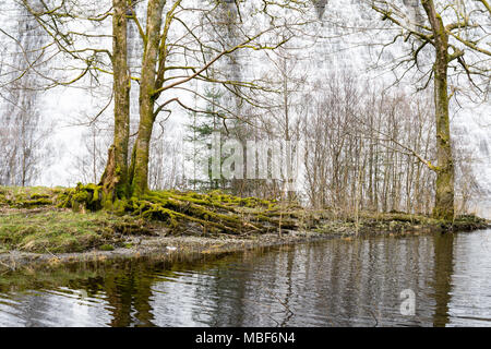 Piscine toujours en face du lac Vyrnwy barrage dans Powys Pays de Galles, avec des arbres sur une pointe de terre, avec les racines exposées couverts de mousse. Le barrage déborde. Banque D'Images