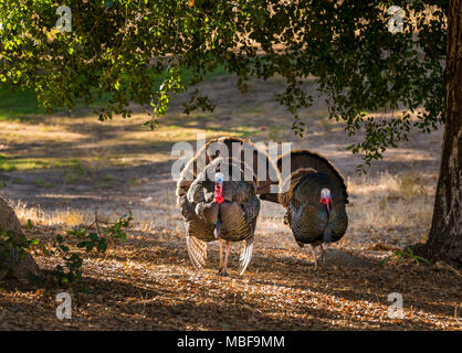 Dindes sauvages mâles (Meleagris gallopavo) oiseaux montrant et se battant avec des plumes de queue en éventail à l'extérieur, États-Unis Banque D'Images