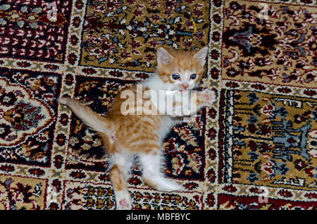 Beau chaton drôle de jouer sur beaucoup de tapis de couleur claire, Sofia, Bulgarie Banque D'Images