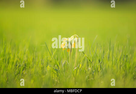 Les jeunes fleurs jaune douce rose primevère sur pré vert printemps Banque D'Images