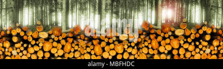 DE - La Bavière : Pile de nouveau couper du bois près de Bad Toelz, Bavière, Allemagne. Banque D'Images