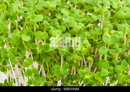 Les semis de moutarde blanche. Les graines germées, légumes, microgreen. Les pousses et les cotylédons de Sinapis alba, également la moutarde jaune, une plante comestible. L'alimentation macro photo. Banque D'Images