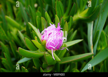 Carpobrotus glaucescens c'est une espèce de plantes de la famille de la fabrique de glace Banque D'Images