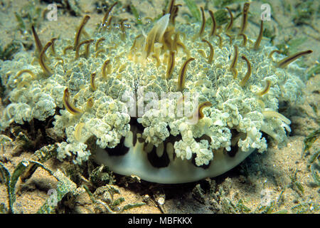 L'envers (méduses Cassiopea andromeda), Hurghada, Egypte Banque D'Images