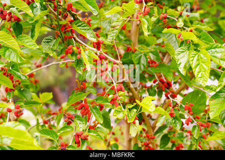 Cerneaux rouges frais mûres sur l'arbre de direction Banque D'Images