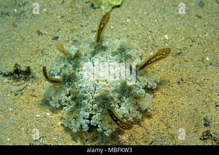 L'envers (méduses Cassiopea andromeda), Hurghada, Egypte Banque D'Images