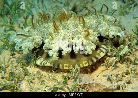 L'envers (méduses Cassiopea andromeda), Hurghada, Egypte Banque D'Images