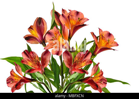 Bouquet de belles fleurs d'Alstroemeria jaune orange isolé sur fond blanc - détail délicat de printemps ou été festif floral design Banque D'Images