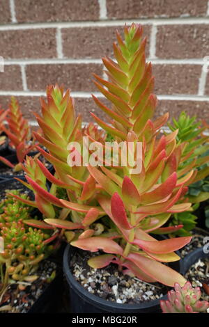 Crassula Capitella succulentes de camp Banque D'Images