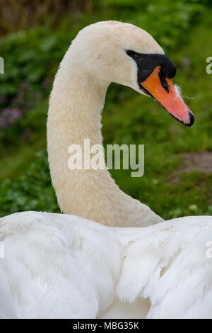 Un cygne muet au regard de l'appareil photo assis sur une berge. Gracieuse et élégante oiseau. Des espèces protégées. Cygne muet sitting on grass banque par l'eau. Banque D'Images