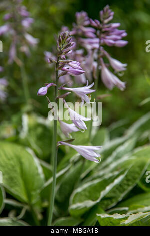 Fleurs violettes de la floraison hosta Hosta undulata Banque D'Images