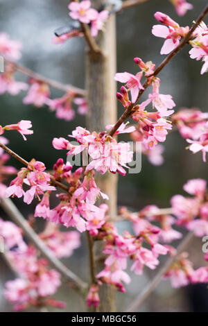 Incam Prunus Okame' 'blossom au printemps. Banque D'Images