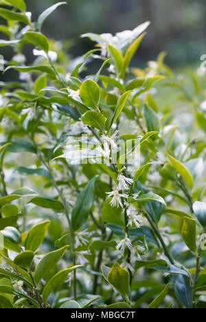 Sarcococca hookeriana var. humilis fleurs à la fin de l'hiver. Banque D'Images