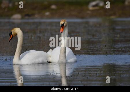 Deux magnifiques cygnes sur le lac danois Banque D'Images