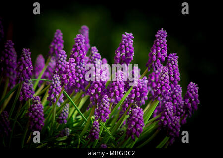 Muscari - le premier bleu de fleurs de printemps Banque D'Images