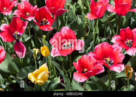 Tulipes rouges et jaunes en fleur. Banque D'Images