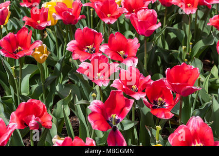 Tulipes rouges et jaunes en fleur. Banque D'Images