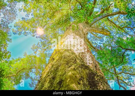 Le Grand Arbre est un géant de bois jaune Outeniqua, Podocarpus falcatus, 1000 ans d'âge en forêt Tsitsikamma National Park près de la rivière tempêtes sur Garden Route, de Eastern Cape, Afrique du Sud. Vue de dessous Banque D'Images