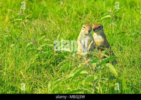 Couple d'écureuils africains debout dans la prairie au cours d'un safari dans le Parc National du Mont Zebra, Eastern Cape, Afrique du Sud. Le parc est situé près de la montagne et de l'Bankberg Great Karoo. Banque D'Images