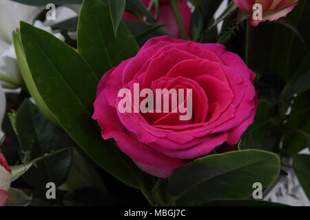 Bouquet de fleurs Close up of Pink Rose Banque D'Images