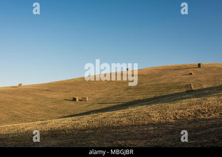 Bottes de foin dans les champs campagne Banque D'Images