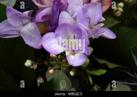 Bouquet de fleurs Freesia Mauve Banque D'Images