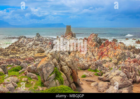 Les pingouins et les Cormorans à Stony Point près de Betty's Bay, Western Cape, Afrique du Sud. La réserve de Stony Point est l'une des plus grandes colonies d'élevage de manchot dans le monde. Banque D'Images